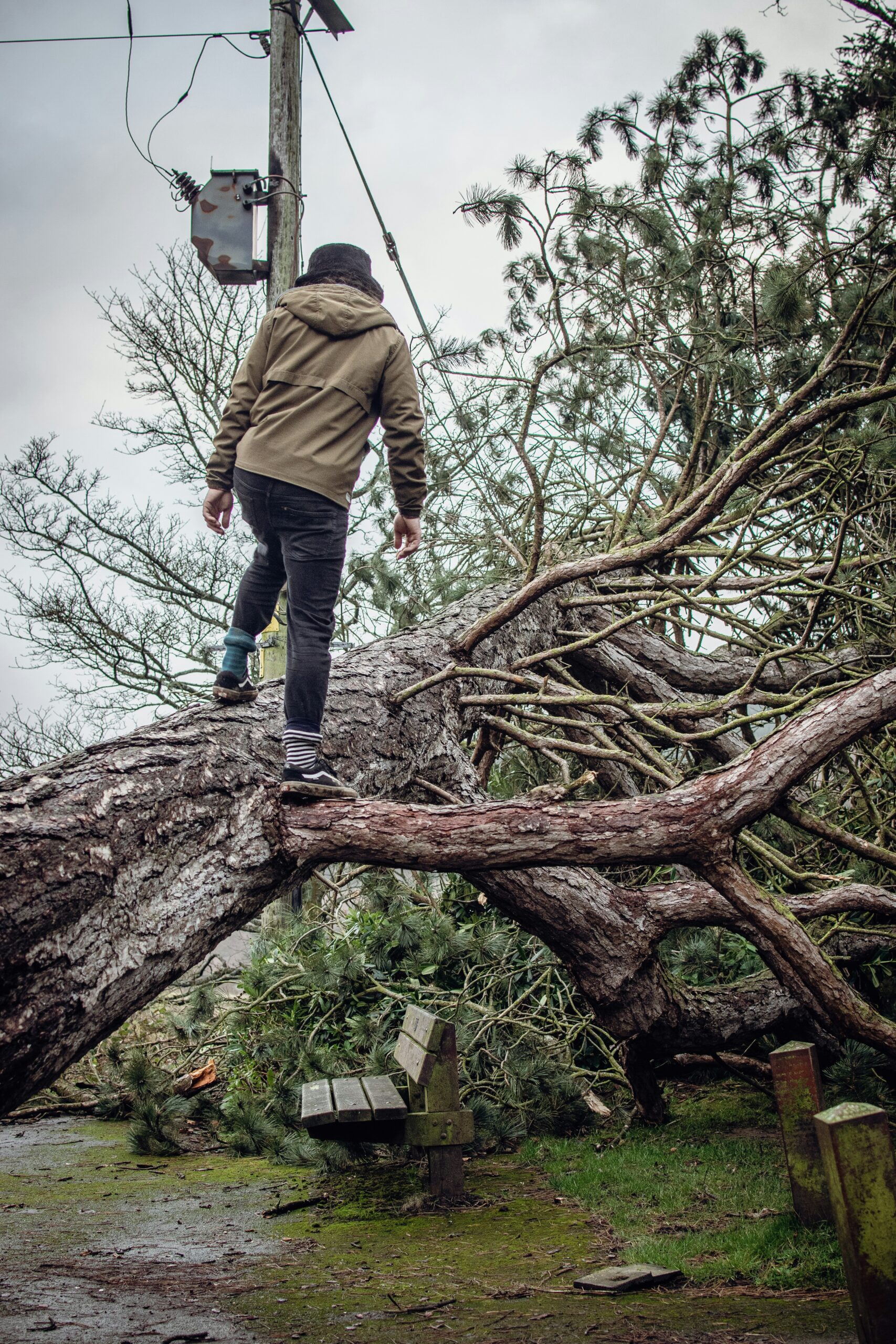 Person climbing a fallen tree to assess storm damage, highlighting the safety risks that drone damage assessment services can prevent for homeowners throughout Ohio.
