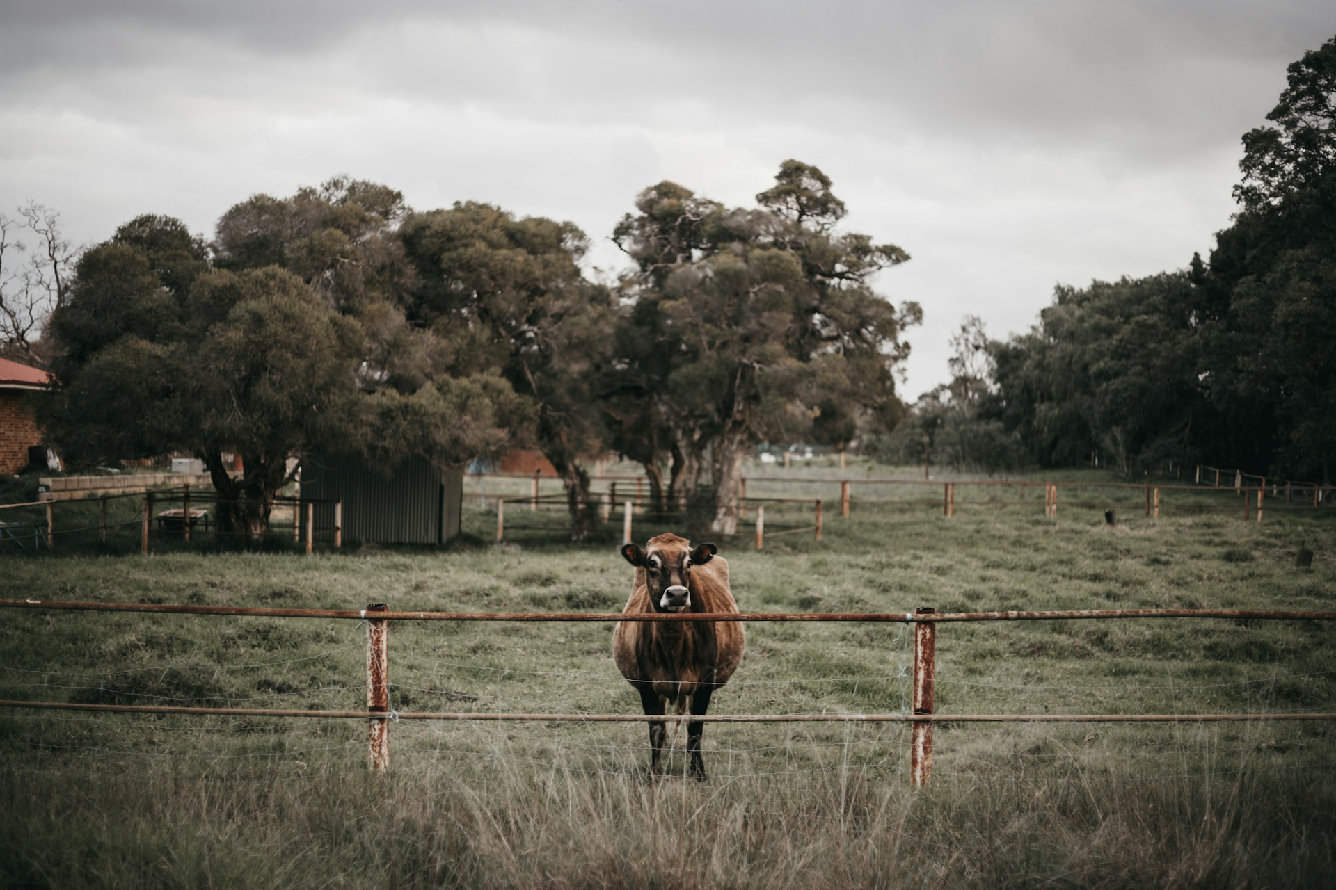 A cow in a pasture, representing lost livestock search services in Ohio.