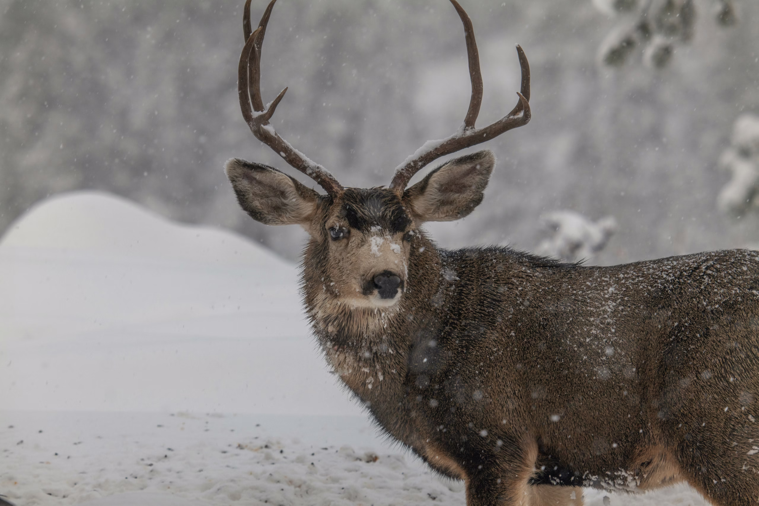 Buck standing in a snowy forest.