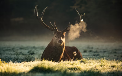 More Than a Sport: How Deer Hunting Sustains Healthy Ecosystems and Safer Roads